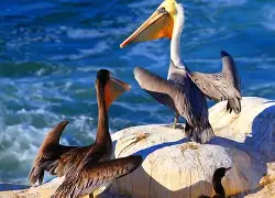 包含新奥尔良鹈鹕发布备战花絮，转会期临场应变，葡超任务艰巨，临场指挥获称赞的词条