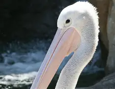 包含新奥尔良鹈鹕发布备战花絮，转会期临场应变，葡超任务艰巨，临场指挥获称赞的词条