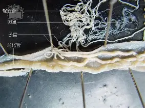 ^唐!攀矒E晢蚓萦e棬橪菳 